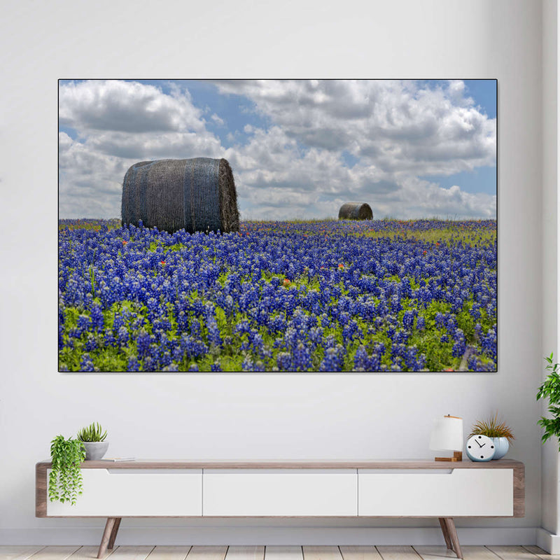 Texas Bluebonnets Wall Art