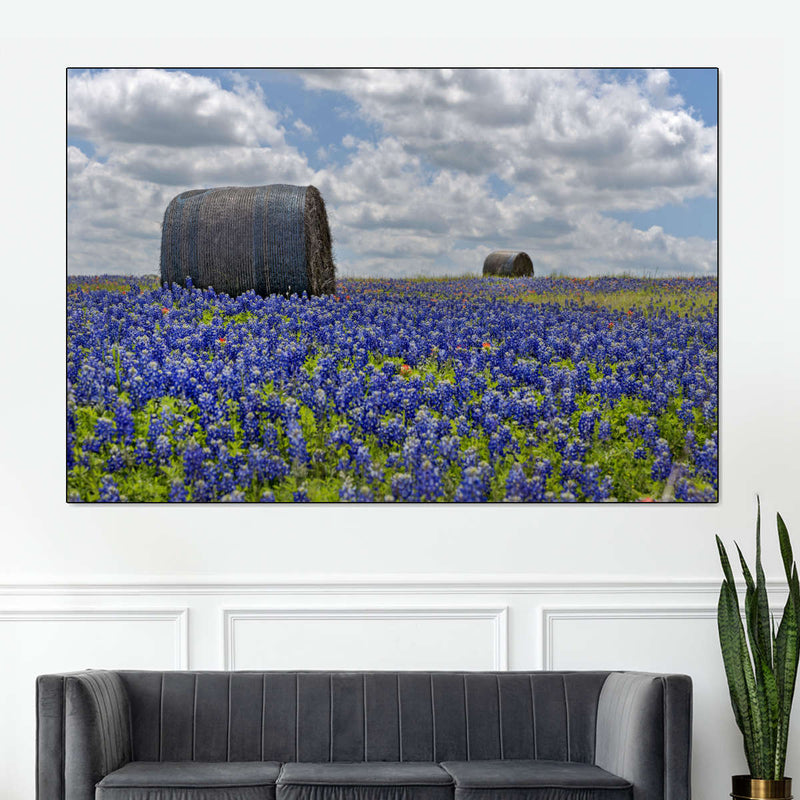 Texas Bluebonnets Wall Art