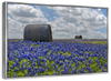 Texas Bluebonnets Wall Art