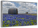 Texas Bluebonnets Wall Art