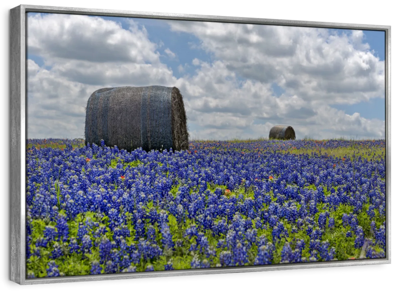 Texas Bluebonnets Wall Art
