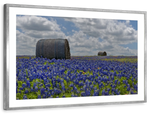 Texas Bluebonnets Wall Art