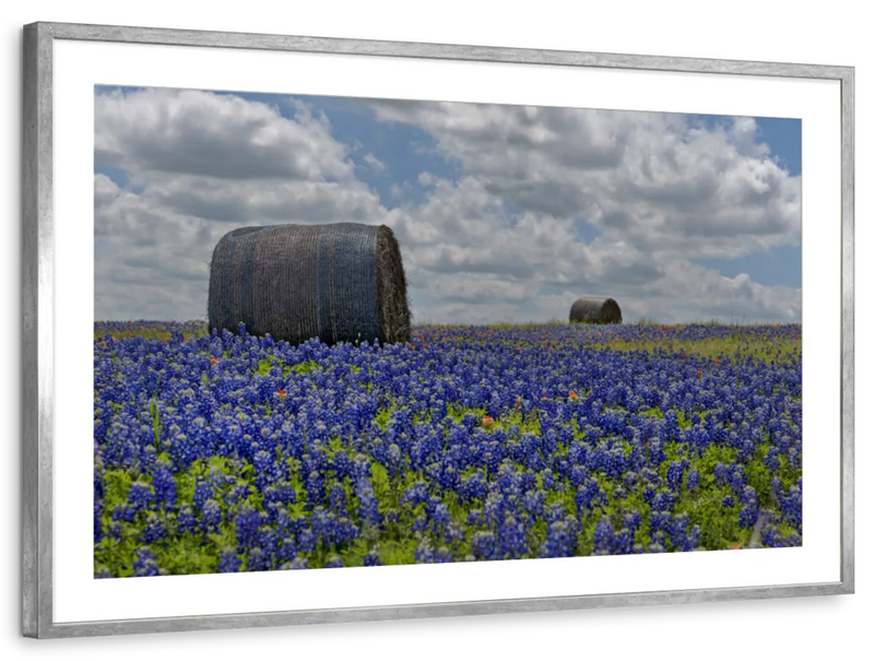 Texas Bluebonnets Wall Art