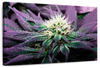 Rare Cannabis Plant Wall Art