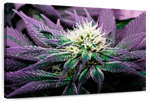 Rare Cannabis Plant Wall Art
