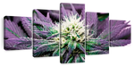 Rare Cannabis Plant Wall Art