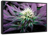 Rare Cannabis Plant Wall Art