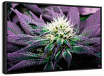 Rare Cannabis Plant Wall Art
