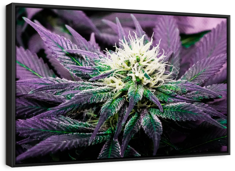 Rare Cannabis Plant Wall Art