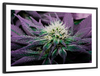Rare Cannabis Plant Wall Art