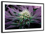 Rare Cannabis Plant Wall Art