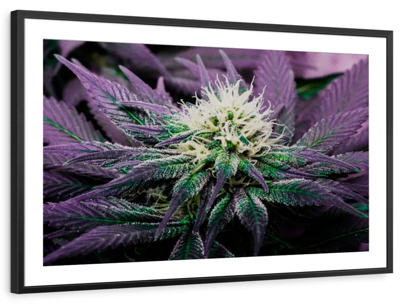 Rare Cannabis Plant Wall Art