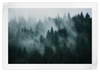 Misty Fir Forest Wall Art