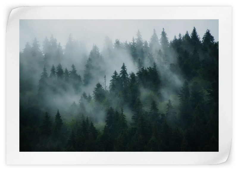 Misty Fir Forest Wall Art