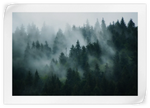 Misty Fir Forest Wall Art