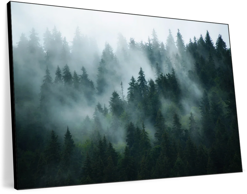 Misty Fir Forest Wall Art