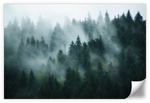 Misty Fir Forest Wall Art