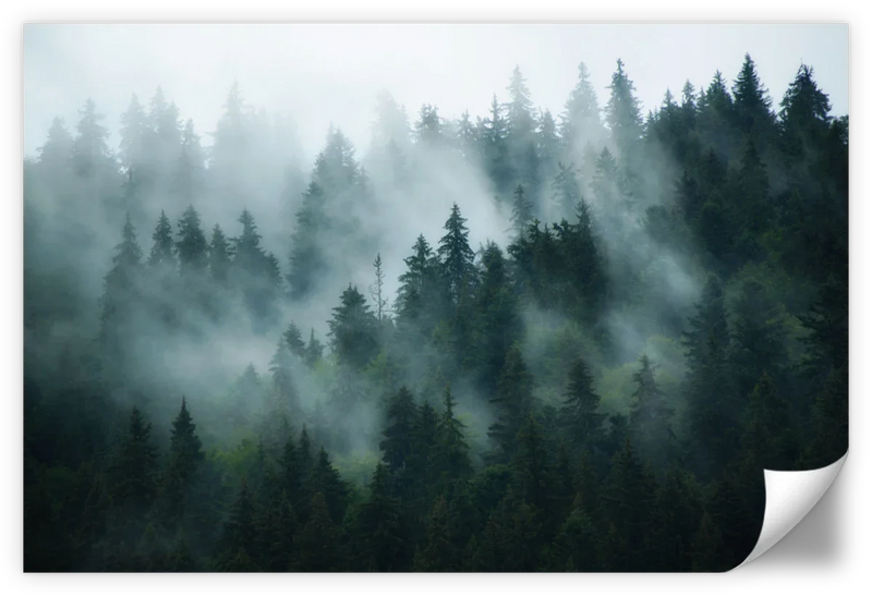 Misty Fir Forest Wall Art