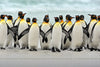 Waddle Of Penguins Wall Art