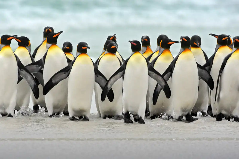 Waddle Of Penguins Wall Art