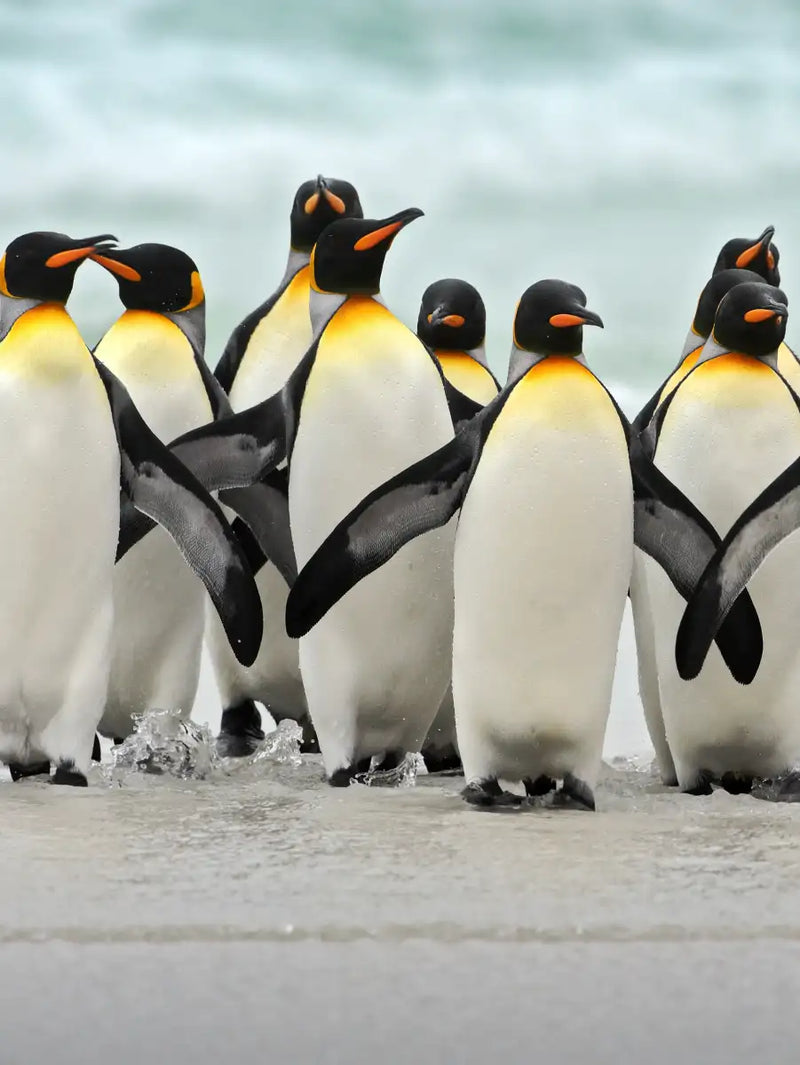 Waddle Of Penguins Wall Art