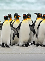 Waddle Of Penguins Wall Art