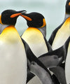 Waddle Of Penguins Wall Art