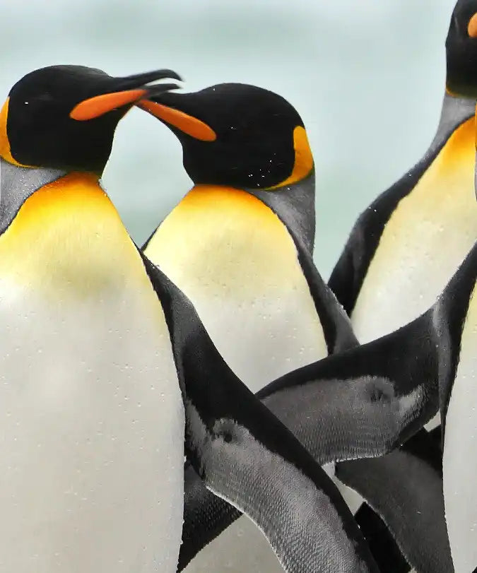Waddle Of Penguins Wall Art