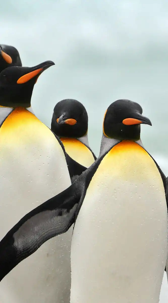 Waddle Of Penguins Wall Art