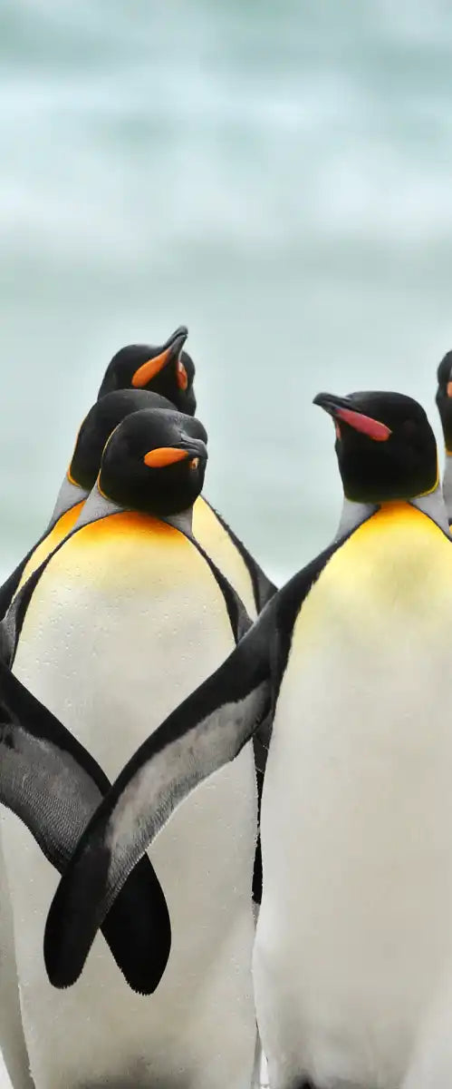 Waddle Of Penguins Wall Art