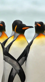 Waddle Of Penguins Wall Art