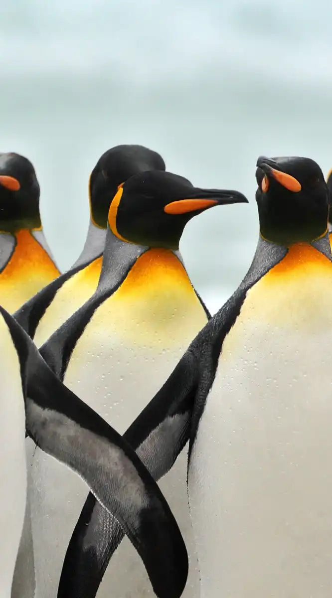 Waddle Of Penguins Wall Art