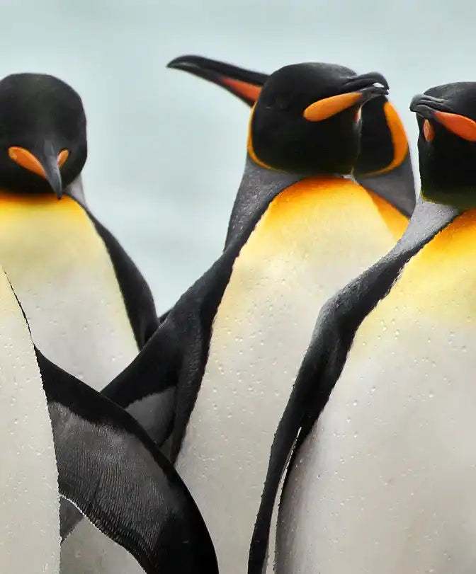 Waddle Of Penguins Wall Art