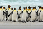 Waddle Of Penguins Wall Art