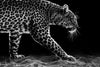 Walking Leopard Wall Art