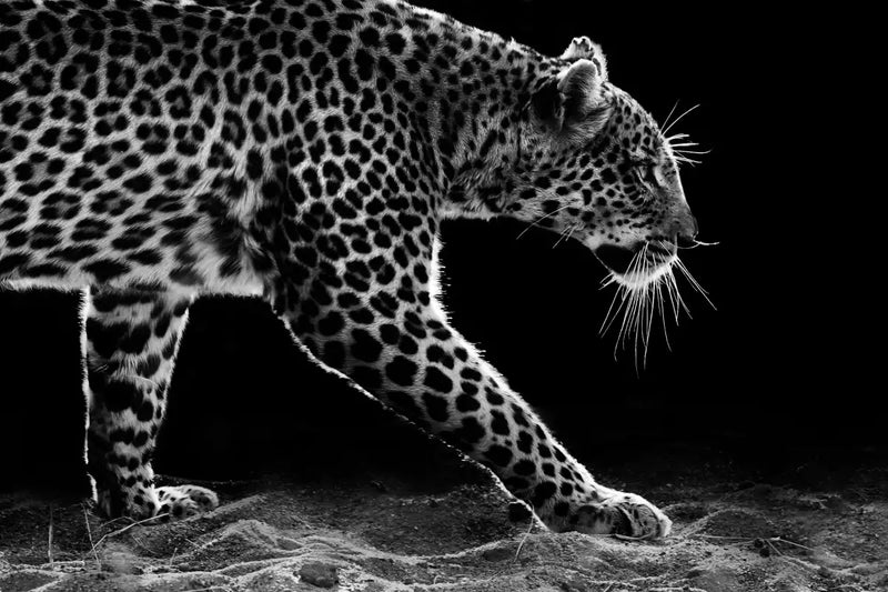 Walking Leopard Wall Art