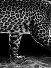 Walking Leopard Wall Art