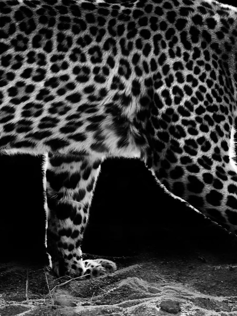 Walking Leopard Wall Art