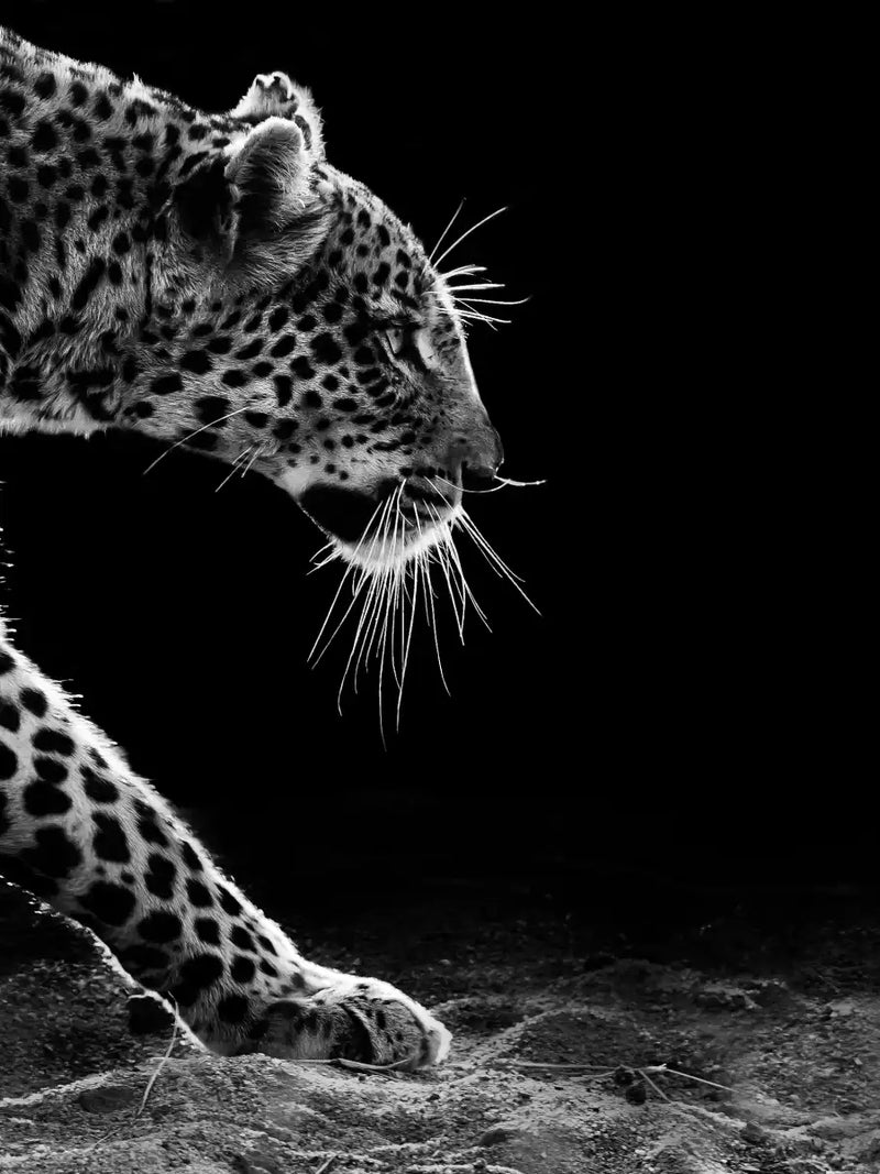 Walking Leopard Wall Art