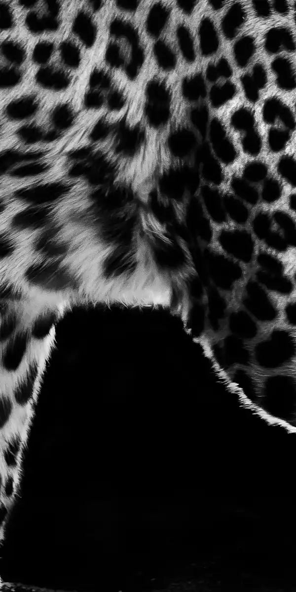 Walking Leopard Wall Art
