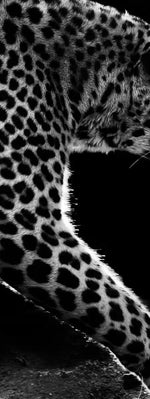Walking Leopard Wall Art