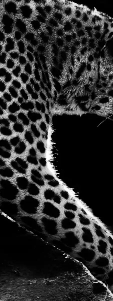 Walking Leopard Wall Art