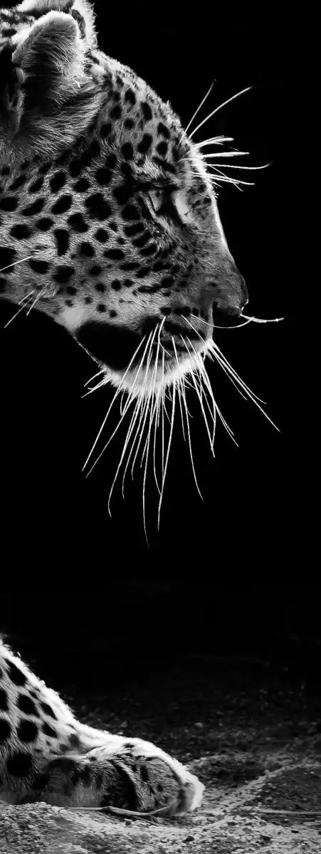Walking Leopard Wall Art