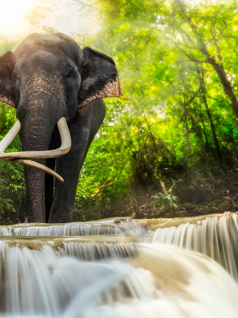 Waterfall Elephant Wall Art
