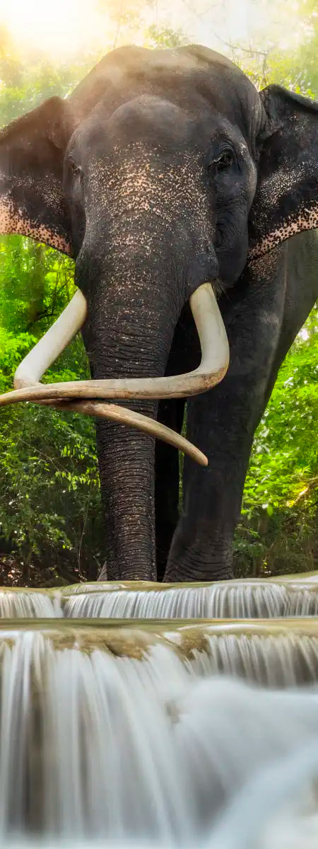 Waterfall Elephant Wall Art