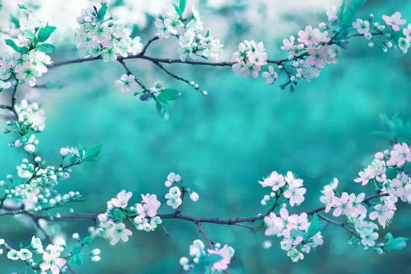 White Cherry Blossoms In Japan Wall Art