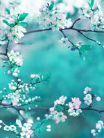 White Cherry Blossoms In Japan Wall Art