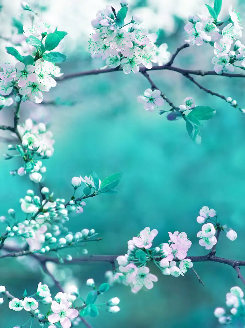 White Cherry Blossoms In Japan Wall Art
