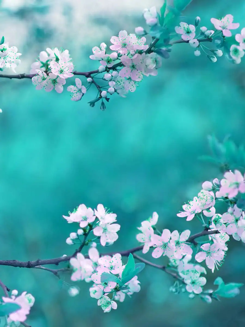 White Cherry Blossoms In Japan Wall Art