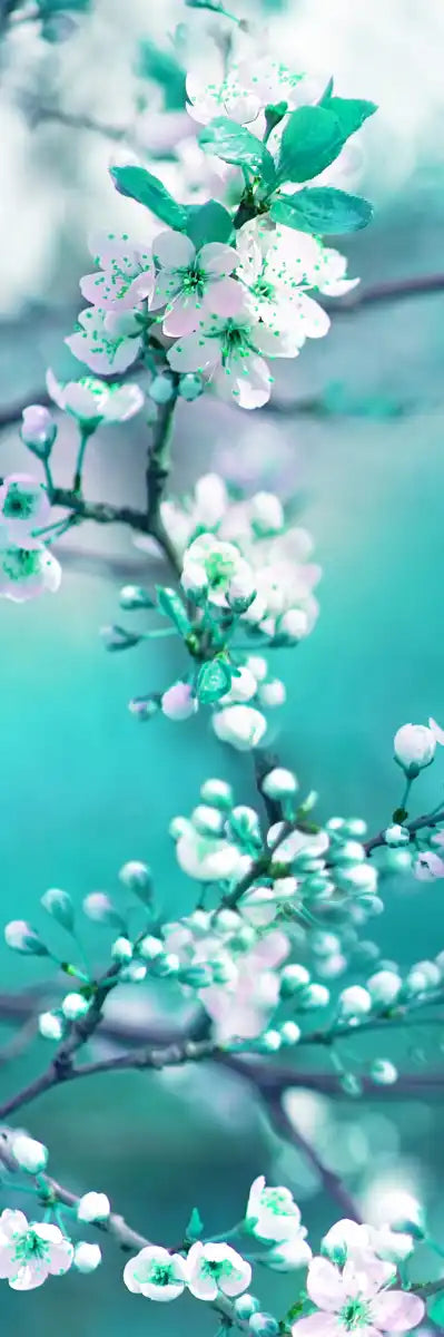 White Cherry Blossoms In Japan Wall Art